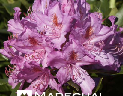 Rhododendron ponticum pot 5 liter