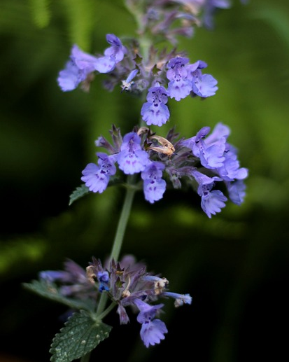Lobelia siphilitica - waterlobelia