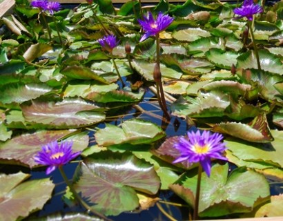 Nymphea tropical ‘Blue Variegata’ - waterlelie; geschikt voor kleine vijvers en terraskuipen