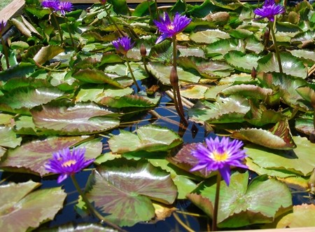 Nymphea tropical ‘Blue Variegata’ - waterlelie; geschikt voor kleine vijvers en terraskuipen