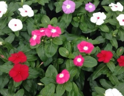 Vinca rosea of Catharanthus - Vinca