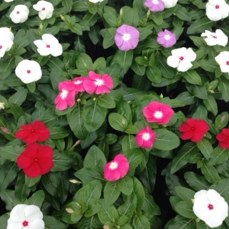 Vinca rosea of Catharanthus - Vinca