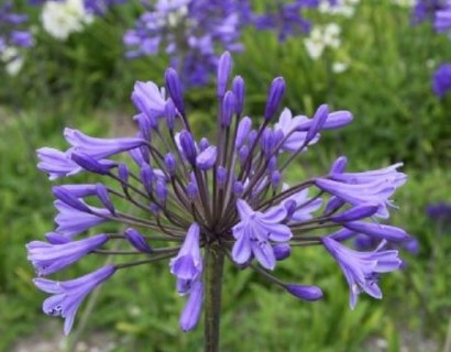 Agapanthus ‘Dr. Brouwer’ pot 3 liter - afrikaanse lelie, tuberoos