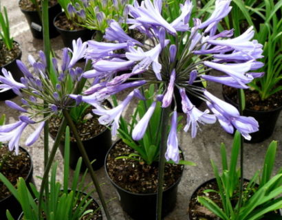 Agapanthus ‘Dr Brouwer’ (grote pot)