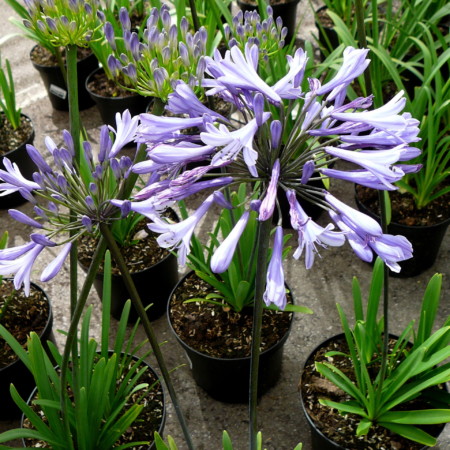 Agapanthus ‘Dr Brouwer’ (grote pot) - afrikaanse lelie, tuberoos