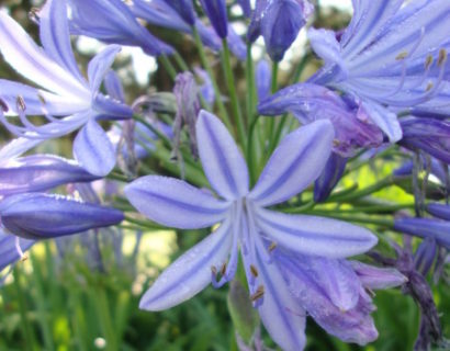 Agapanthus ‘Sunfield’ (grote pot) - afrikaanse lelie, tuberoos