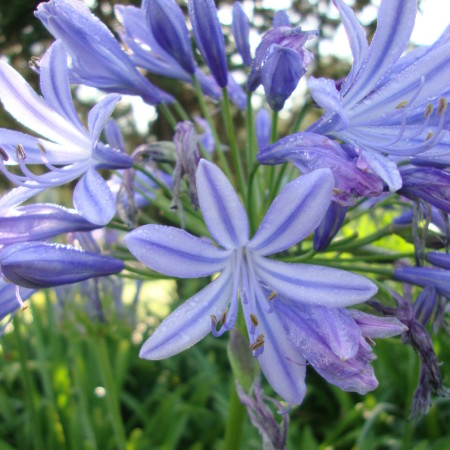 Agapanthus ‘Sunfield’ (grote pot) - afrikaanse lelie, tuberoos