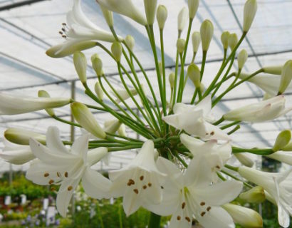 Agapanthus ‘Leicester’ (grote pot)