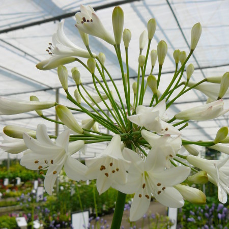 Agapanthus ‘Leicester’ (grote pot) - afrikaanse lelie, tuberoos