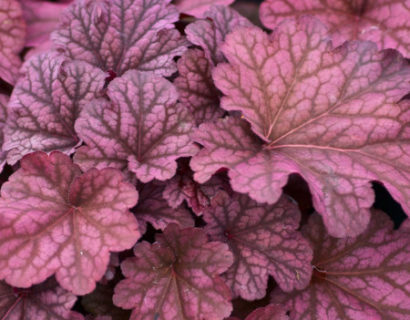 Heuchera ‘Berry Smoothie’ pot 2 liter - purperklokje