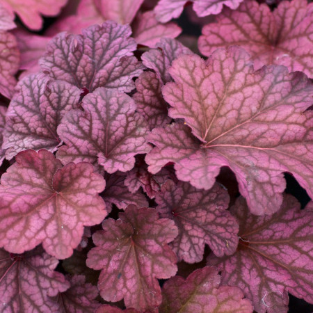 Heuchera ‘Berry Smoothie’ pot 2 liter