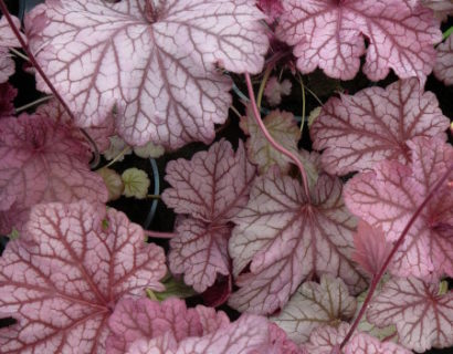 Heuchera ‘Berry Smoothie’ (grote pot) - purperklokje