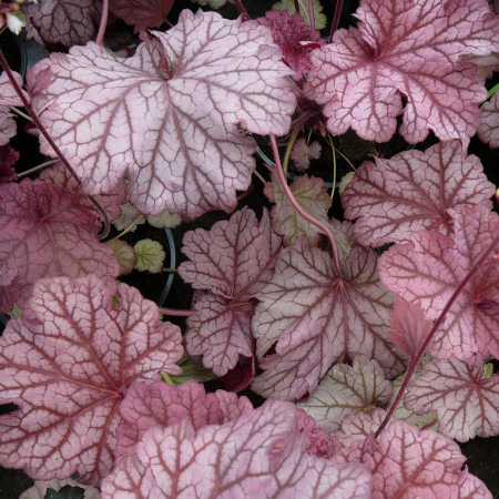 Heuchera ‘Berry Smoothie’ (grote pot) - purperklokje