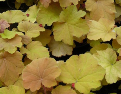 Heuchera ‘Caramel’ (grote pot) - purperklokje