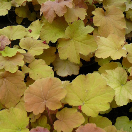 Heuchera ‘Caramel’ (grote pot) - purperklokje