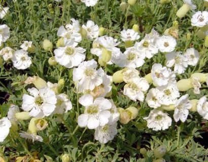 Silene maritima ‘Weisskehlchen pot 2 liter - lijmkruid