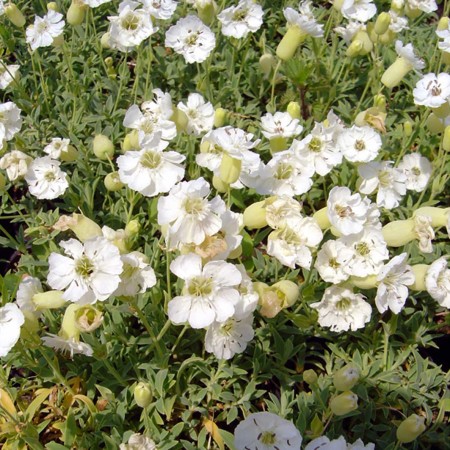 Silene maritima ‘Weisskehlchen pot 2 liter