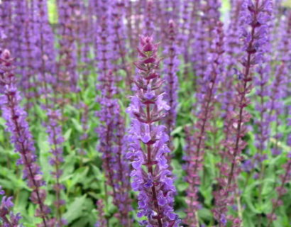 Salvia nemorosa - salie