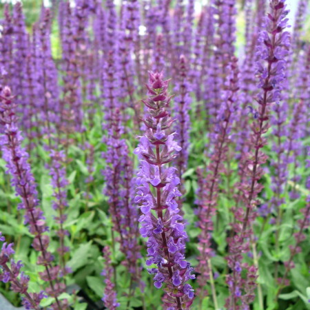 Salvia nemorosa - salie