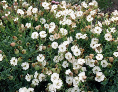 Silene maritima ‘Weisskehlchen’ (grote pot) - lijmkruid