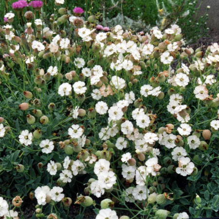 Silene maritima ‘Weisskehlchen’ (grote pot) - lijmkruid