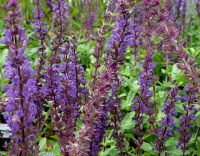 Salvia nemorosa ‘Caradonna’ - salie