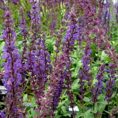 Salvia nemorosa ‘Caradonna’ - salie