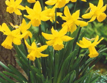 Narcissus ‘February Gold’ - paasbloem