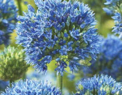 Allium Caeruleum Azureum - sierui