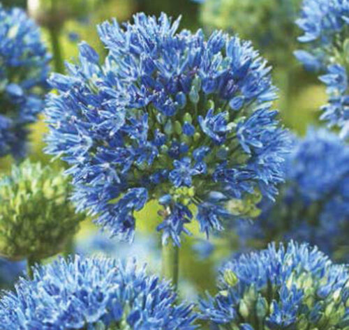 Allium Caeruleum Azureum - sierui