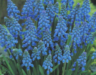 Muscari armeniacum - blauw druifje