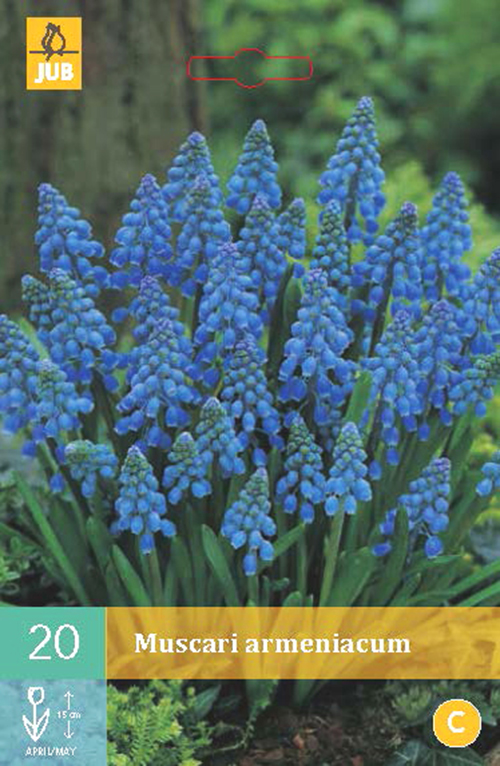 Muscari armeniacum - blauw druifje