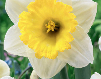 Narcissus ‘Ice Follies’ - paasbloem