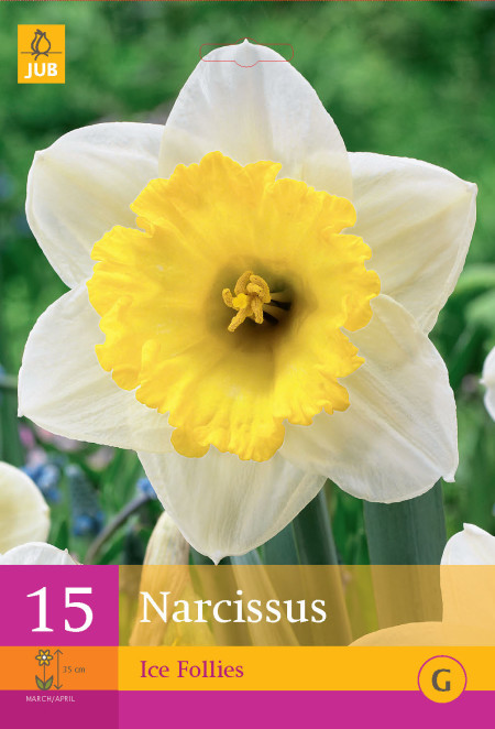 Narcissus ‘Ice Follies’ - paasbloem