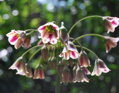 Allium Siculum - Sierui