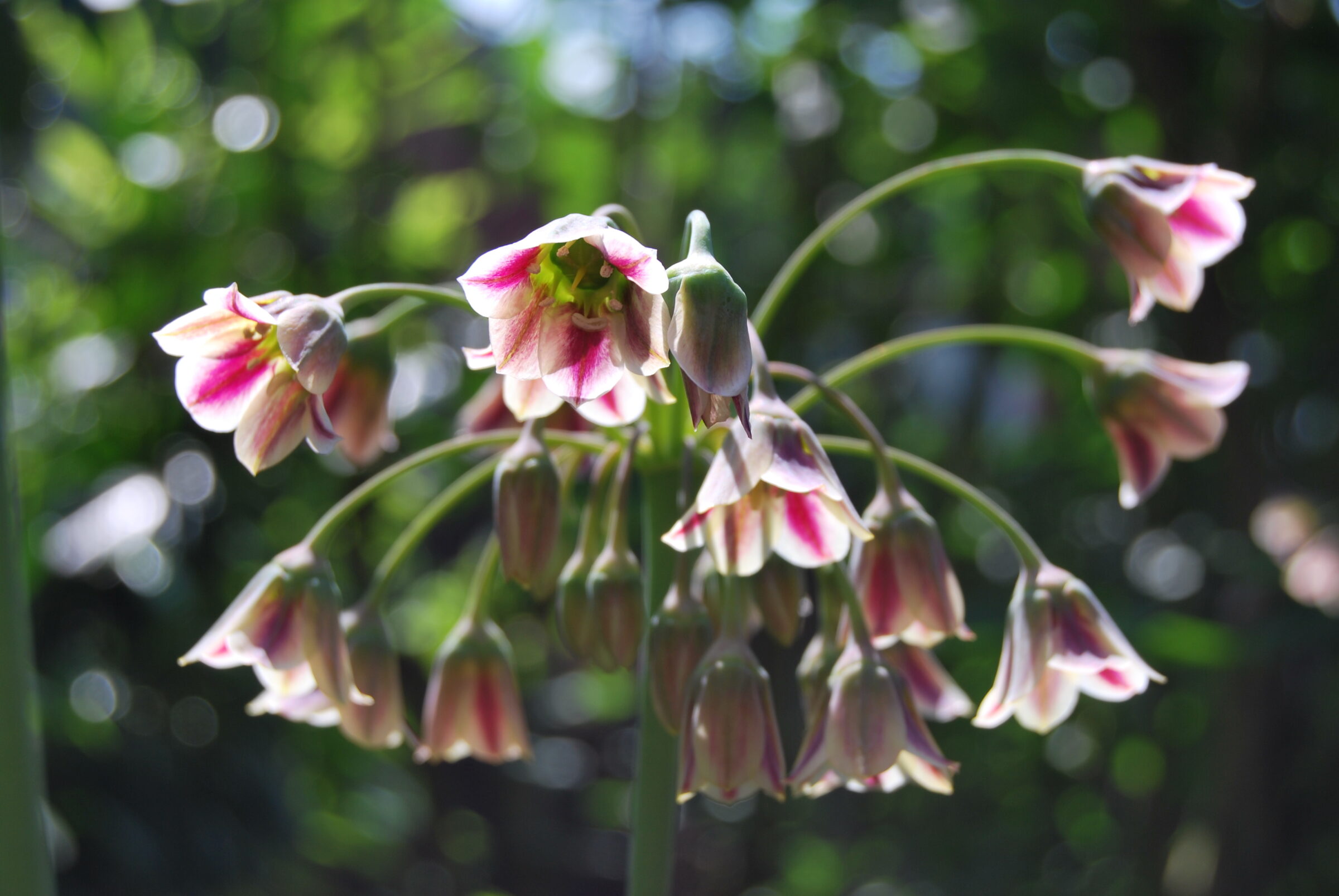 Allium Siculum - 