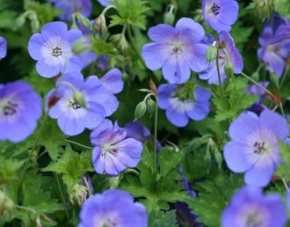 Geranium ‘Rozanne’ pot 3 liter - ooievaarsbek