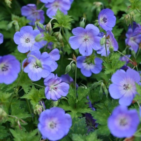 Geranium ‘Rozanne’ pot 3 liter