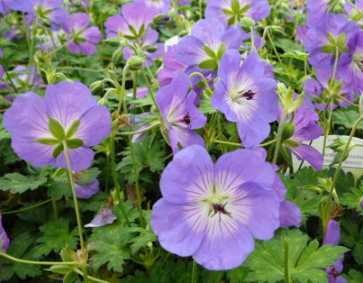 Geranium ‘Rozanne’ (grote pot) - ooievaarsbek