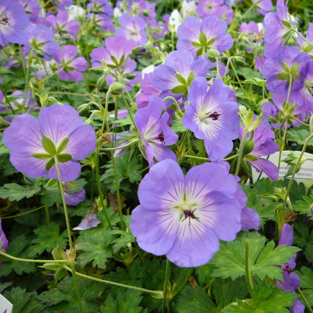 Geranium ‘Rozanne’ (grote pot) - ooievaarsbek