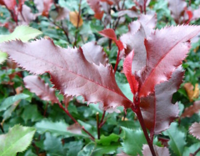 Photinia ‘Magical Vulcano’ - Glansmispel