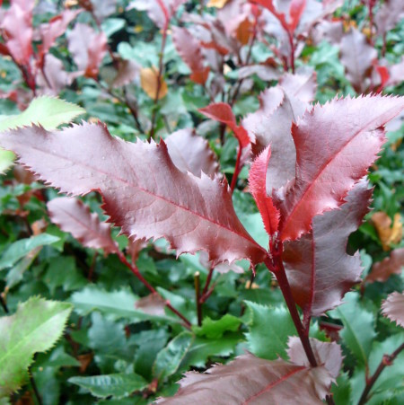 Photinia ‘Magical Vulcano’ - Glansmispel