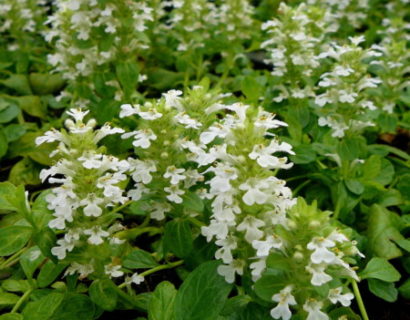 Ajuga reptans ‘Alba’