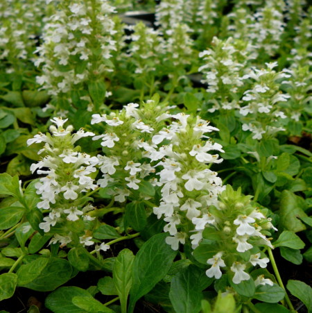 Ajuga reptans ‘Alba’ - zenegroen