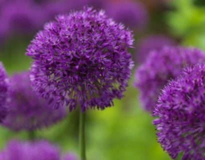 Allium ‘Purple Sensation’ (grote pot) - sierui