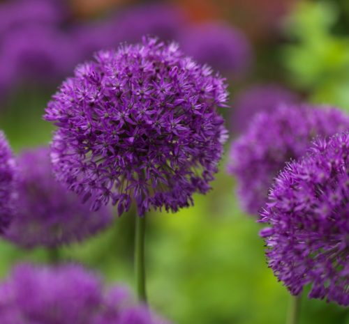 Allium ‘Purple Sensation’ (grote pot) - sierui