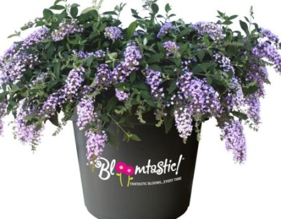Buddleja ‘Dreaming Lavender’