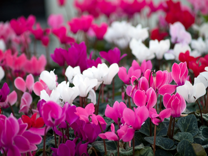 Cyclamen - Cyclaam