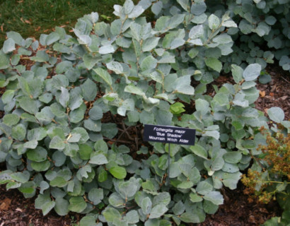 Fothergilla major ‘Blue Shadow’ - Lampenpoetserstruik