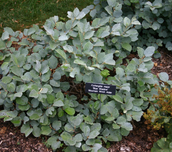 Fothergilla major ‘Blue Shadow’ - Lampenpoetserstruik